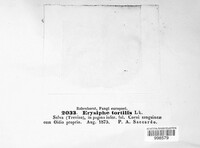 Erysiphe tortilis image